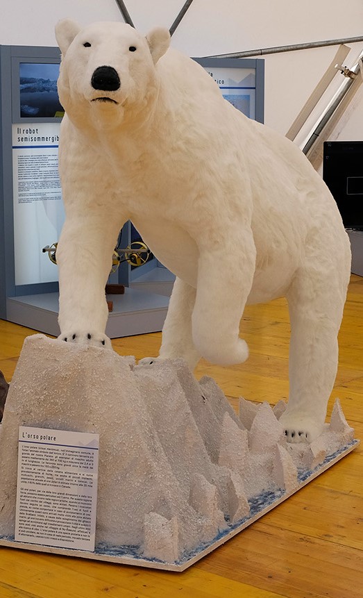 modello Orso polare